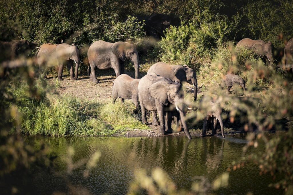 Elephants Water